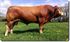 Bild von Artificial insemination of the Limousin breed of Fance
