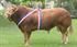Immagine di Artificial insemination of the Limousin breed of Fance