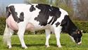 Immagine di Artificial insemination of dairy cows